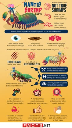 an info poster showing different types of insects