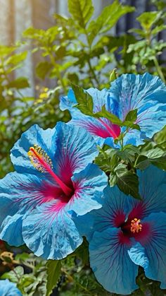 two blue flowers with red stamens and green leaves in front of a building