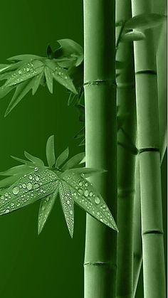 two green bamboos with water drops on them