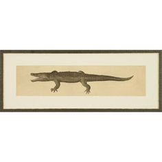 an antique print of a large alligator in black and white, framed on beige paper