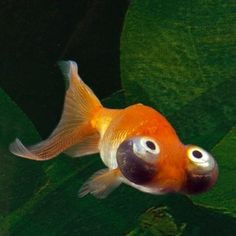 an orange and white fish with big eyes on it's back side, swimming in the water