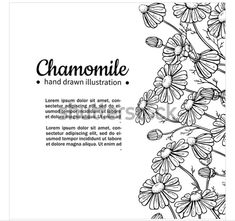 black and white drawing of chamomile flowers on a white background with space for text