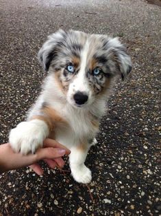 a small dog with blue eyes is being petted by someone's hand on the ground