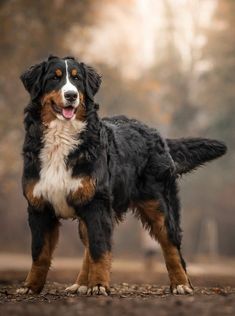 a large black and brown dog standing on top of a dirt field with trees in the background