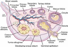 the structure of an animal's stomach with all its parts labeled in this diagram