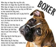 a boxer dog looking up at the sky with words written on it's side