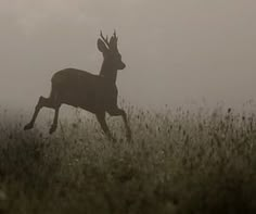 a deer is running through the foggy grass