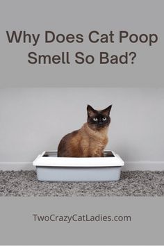 a cat sitting in a litter box with the caption why does cat poop smell so bad?