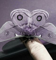 a close up of a butterfly on a person's finger