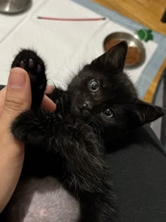 a black kitten is being petted by someone