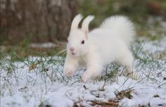 a small white rabbit running through the snow covered ground with grass and trees in the background