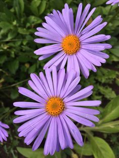 three purple flowers with yellow center surrounded by green leaves