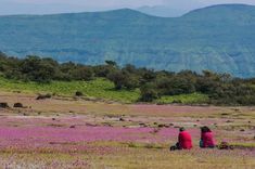 two people sitting on the ground in a field with purple flowers and mountains in the background