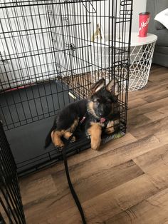 a dog laying on the floor in a cage