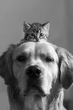 a cat sitting on top of a dog's head