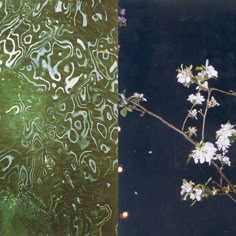 two images one is green and the other has white flowers