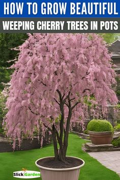 a pink tree in a pot with text overlay how to grow beautiful weeping cherry trees in pots