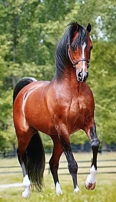 a brown horse standing on top of a lush green field next to a tree filled forest