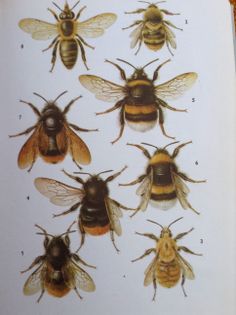 six different types of bees on a white background