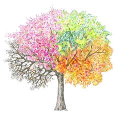 a tree with colorful leaves on white background