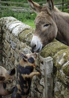 two donkeys are standing next to each other and one is touching the wall with its hand