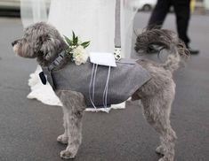 a small dog wearing a gray coat with flowers on it's back