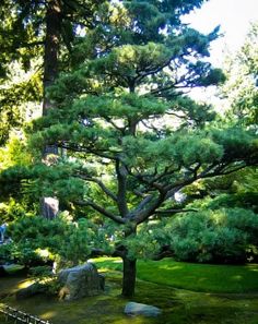 a large pine tree sitting in the middle of a lush green park with rocks and trees