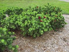 a bush with red flowers in the middle of some grass and mulch on the ground