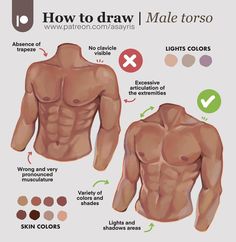 how to draw male torso and chest for beginners with step - by - step instructions