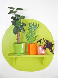 three potted plants sit on a green shelf