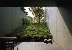 an outdoor area with green plants on the ground