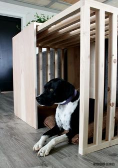 a black and white dog laying on the floor in front of a wooden bunk bed