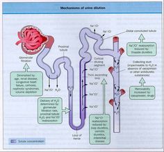 diagram of the mechanism of urine pollution