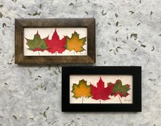 Home Decor. #pressed #herbarium #art #silkpress #botany #photography Maple Leaf Art, Skeleton Leaves, Leaf Collection, Diy Leaves, Leaves Art