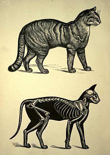 two drawings of cats with skeleton like body parts