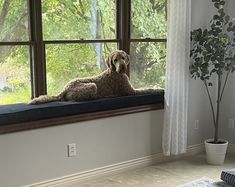 a dog is sitting on a window sill looking out at the trees outside it