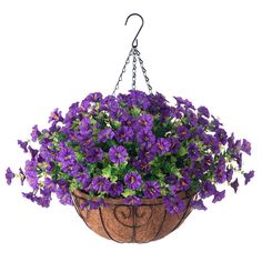 purple flowers are growing in a hanging basket