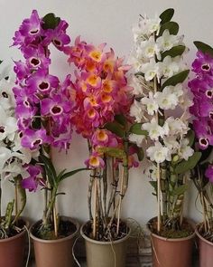 purple and white orchids are in small pots