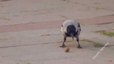 a black and white dog playing with an orange ball