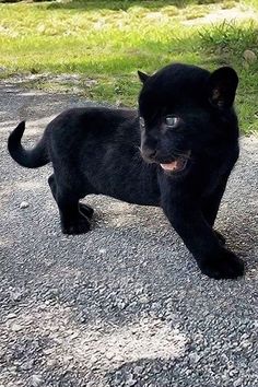 a black cat standing on top of a gravel road