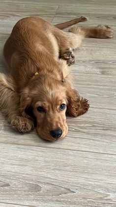 a brown dog laying on top of a wooden floor