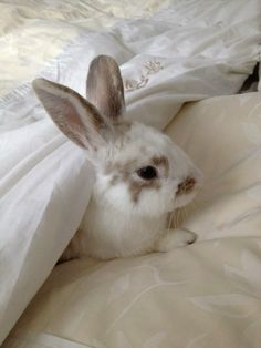 a white rabbit is hiding under the covers