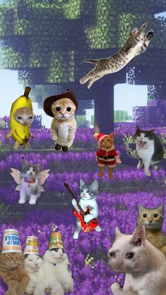 many cats are standing in the middle of a field with purple flowers and one cat is wearing a hat