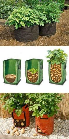 four images show different stages of growing plants in pots and on the ground, from top to bottom