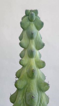 a green plant with very small leaves on it's top, in front of a white wall