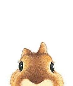 a close up of a squirrel's face on a white background