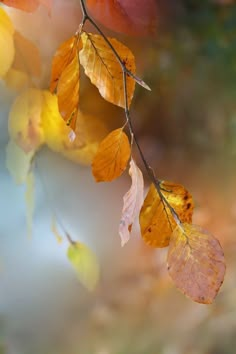 some yellow and red leaves on a tree branch