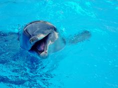 a dolphin is in the water with its mouth open and it's tongue out