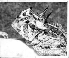 a black and white photo of a lizard with spikes on it's back end