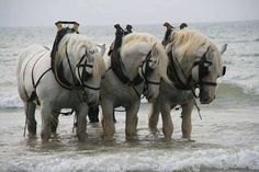 three white horses are standing in the water at the edge of the beach and one horse is wearing a harness